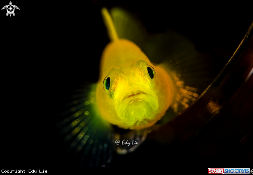 A Yellow Goby