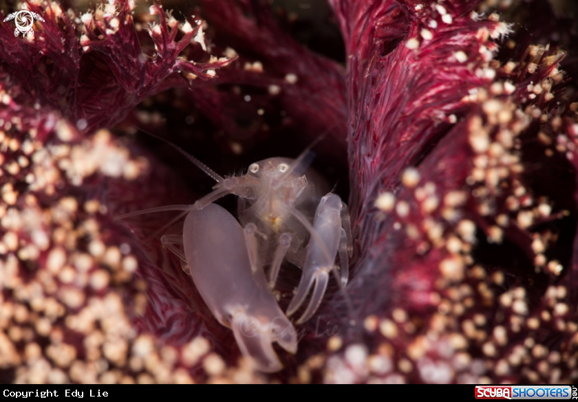 A Synalpheus neomeris