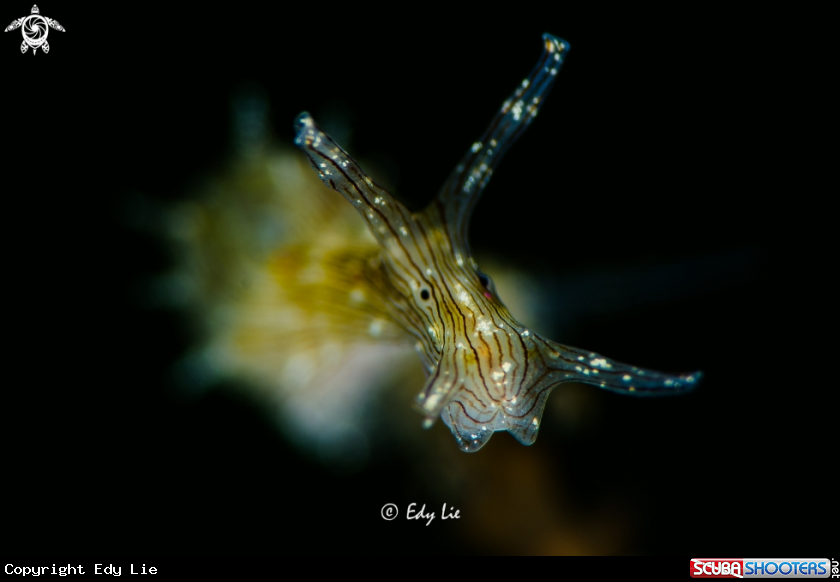 A Nudi