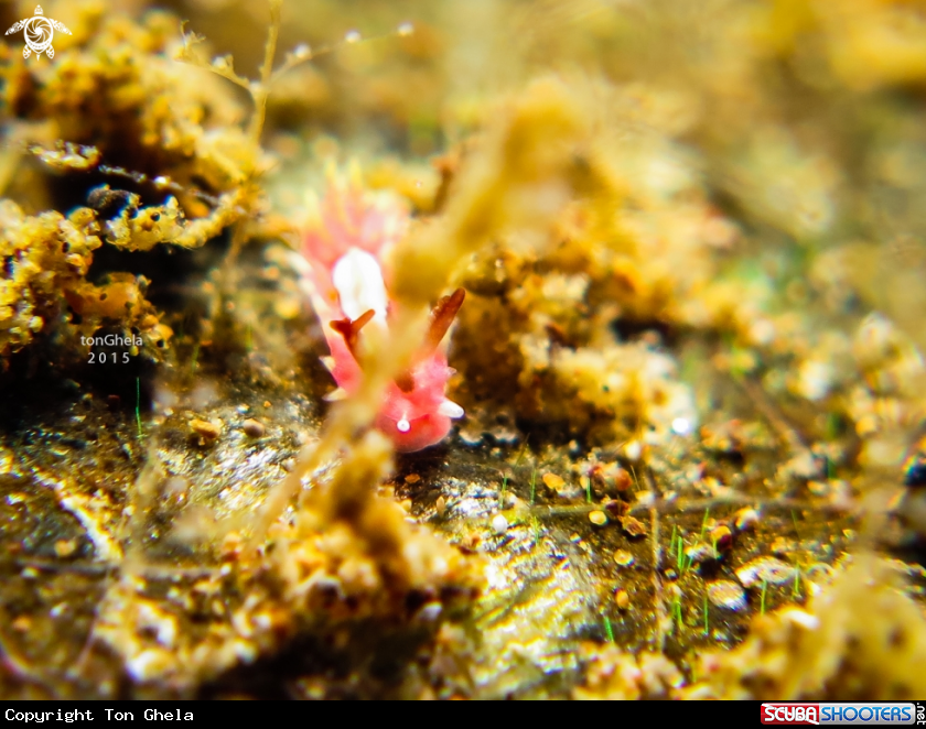 A Nudibranch 