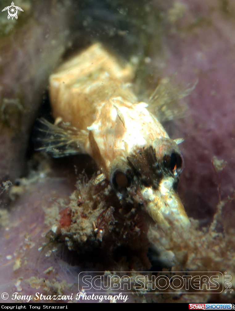 A Girdled Pipefish