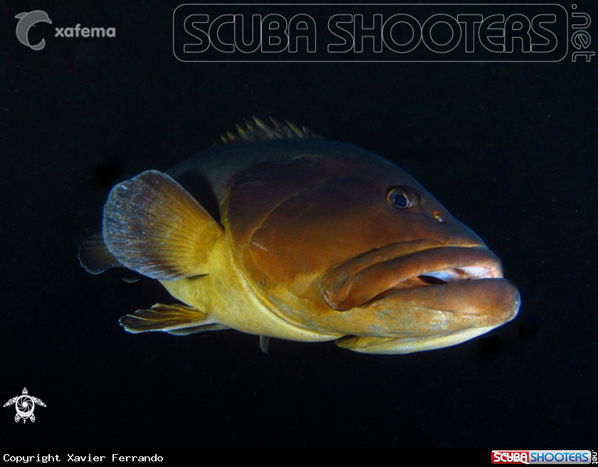 A underwater creature