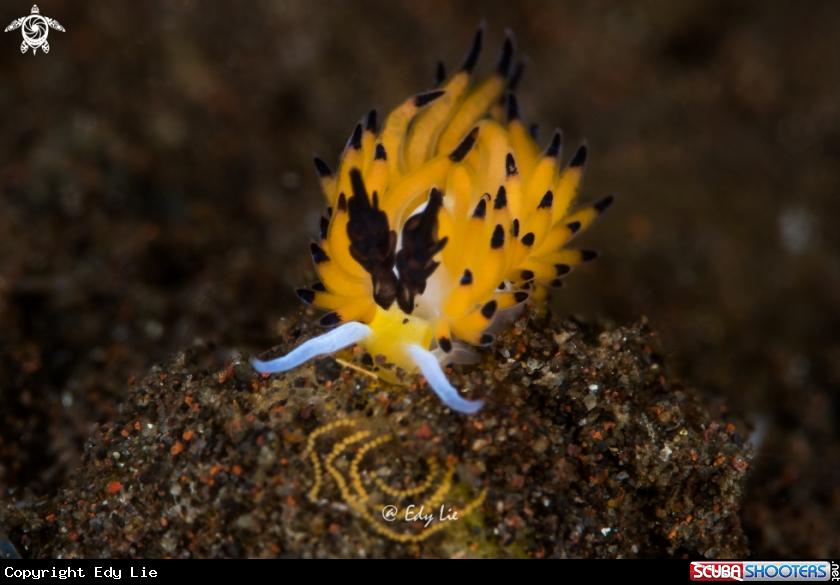 A Favorinus Tsuruganus