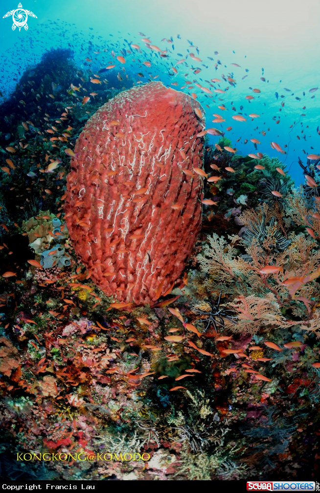 A Busy Coral Reef