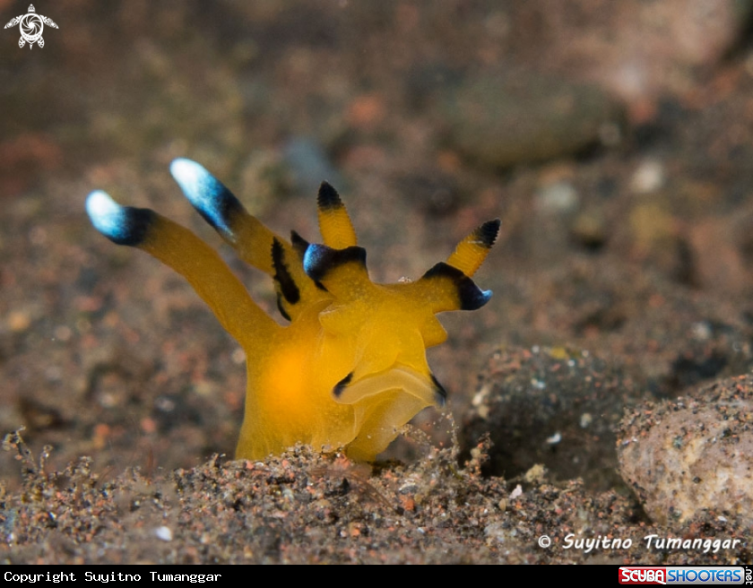 A Nudibranch