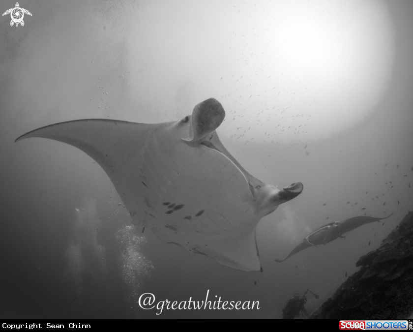 A Manta Ray