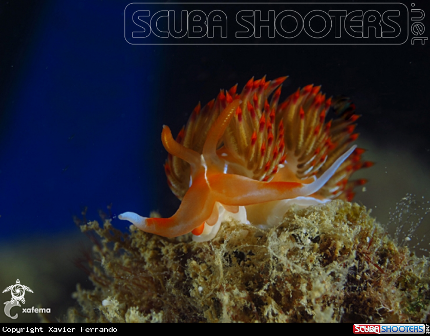 A underwater creature