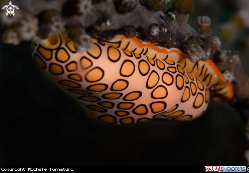 A Flamingo tongue