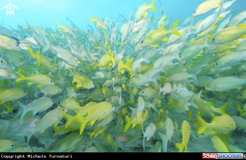 A School of reef fishes