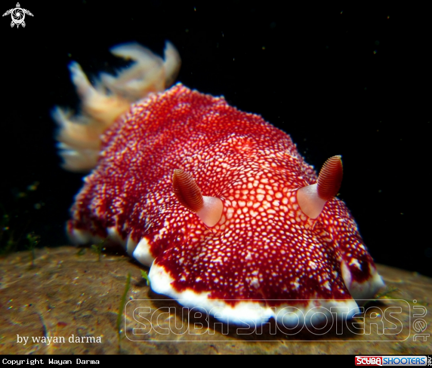 A Goniobranchus reticulatus 