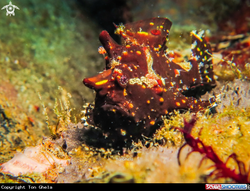 A Juv. Frog fish 