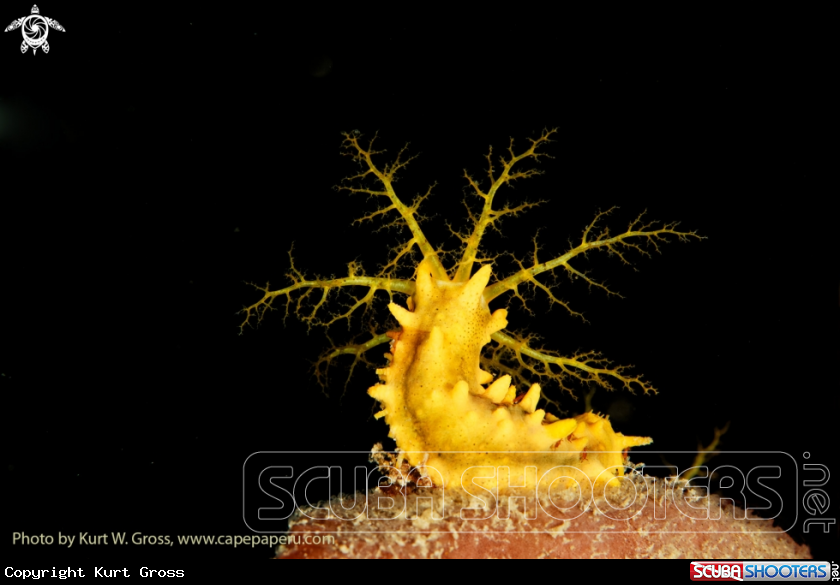 A sea ​​cucumbers