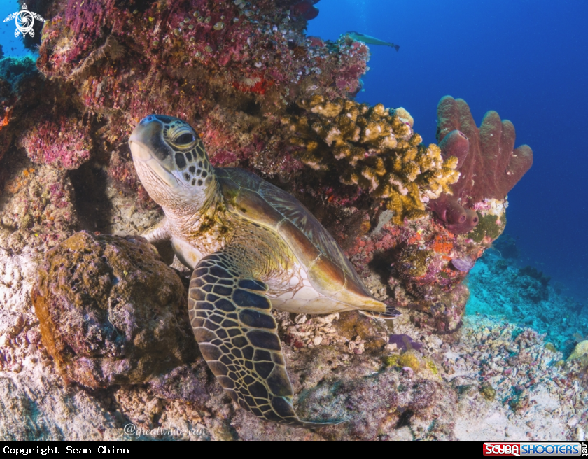 A Green Sea Turtle