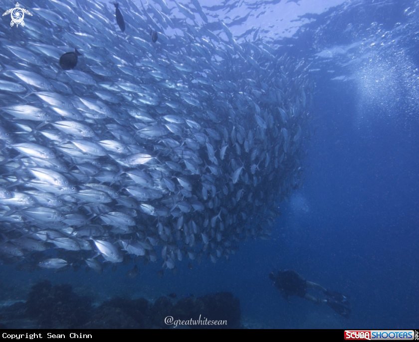 A Jackfish