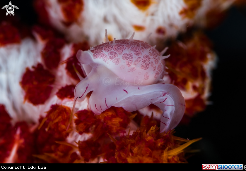 A Diminovula culmen