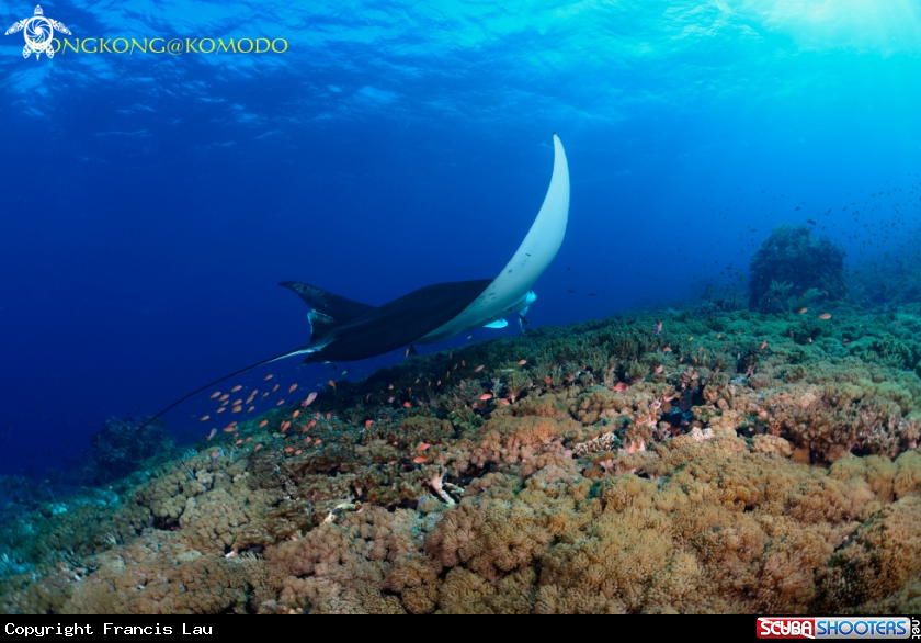 A Manta Ray