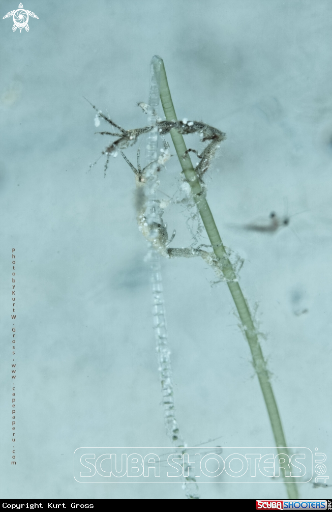 A Skeleton Shrimp's