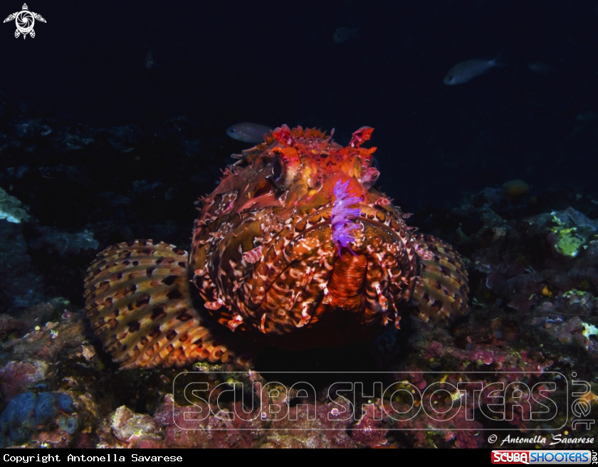 A scorfano con flabellina