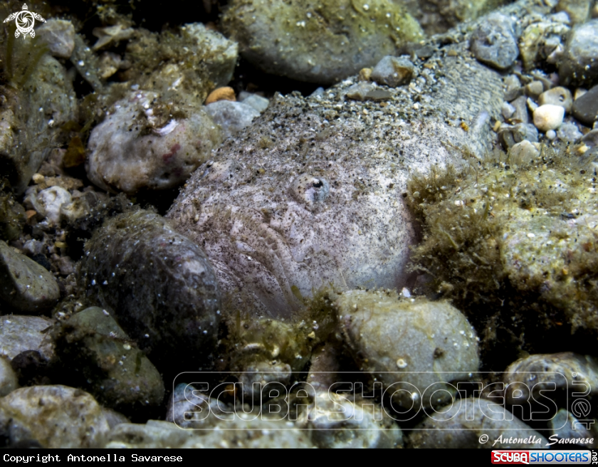 A Uranoscopus scaber