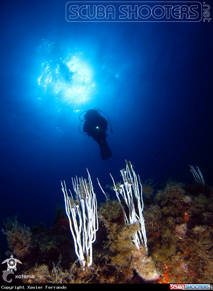 A underwater creature