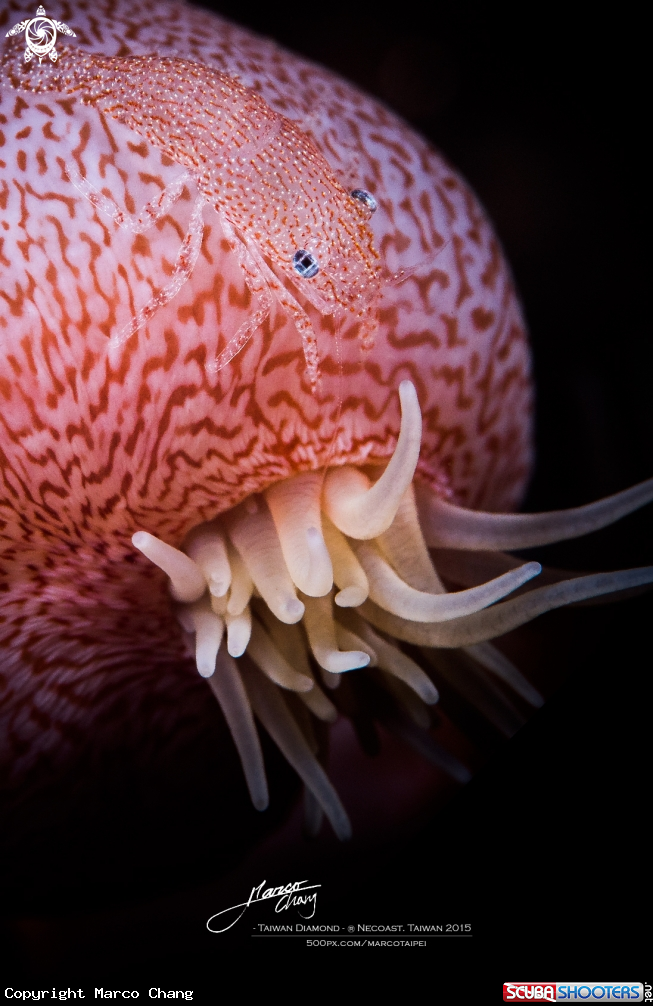 A leopard shrimp