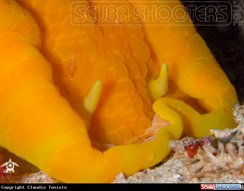 A Hexabranchus