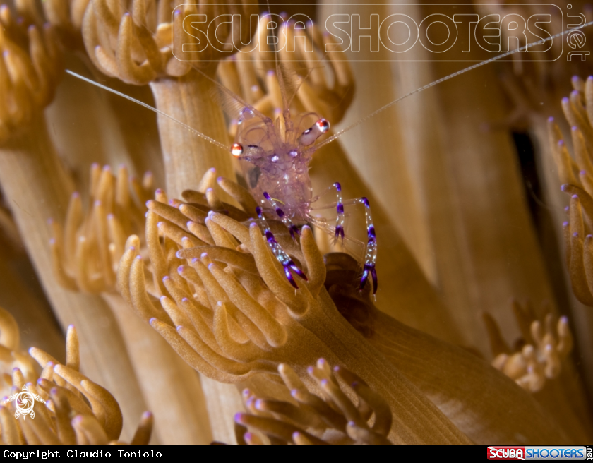 A Periclimenes Sarasvati