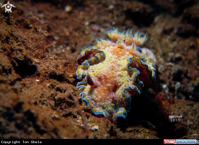 A Nudibranch