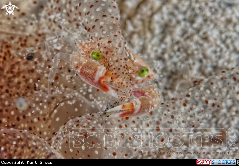 A Porzellan Crab