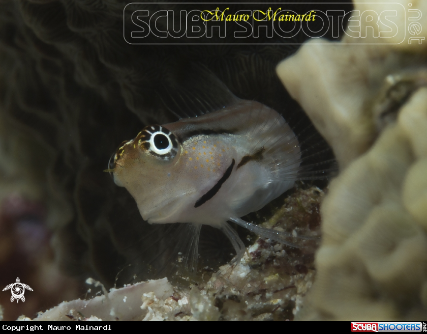 A Blenny