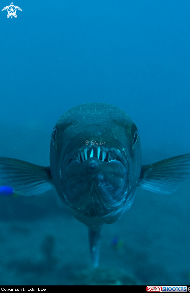 A Barracuda