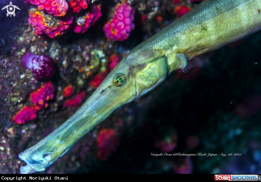 A Trumpetfish