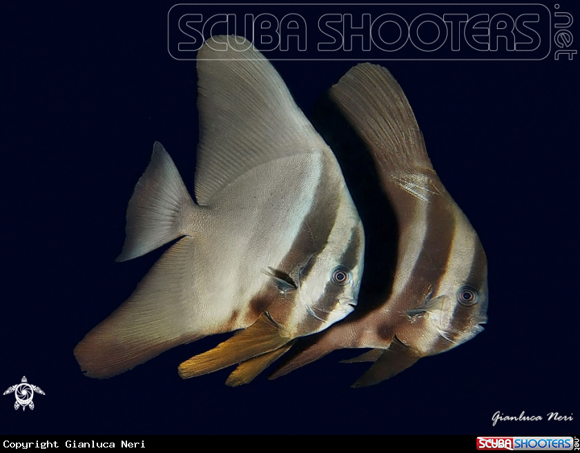 A Batfish