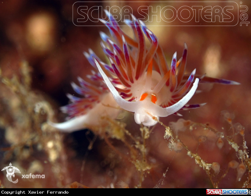 A underwater creature