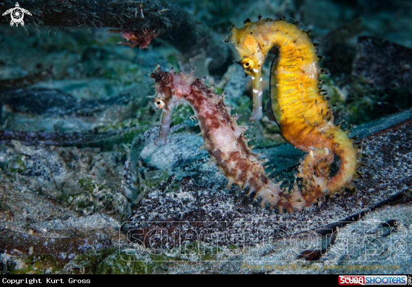 A Seahorse in love