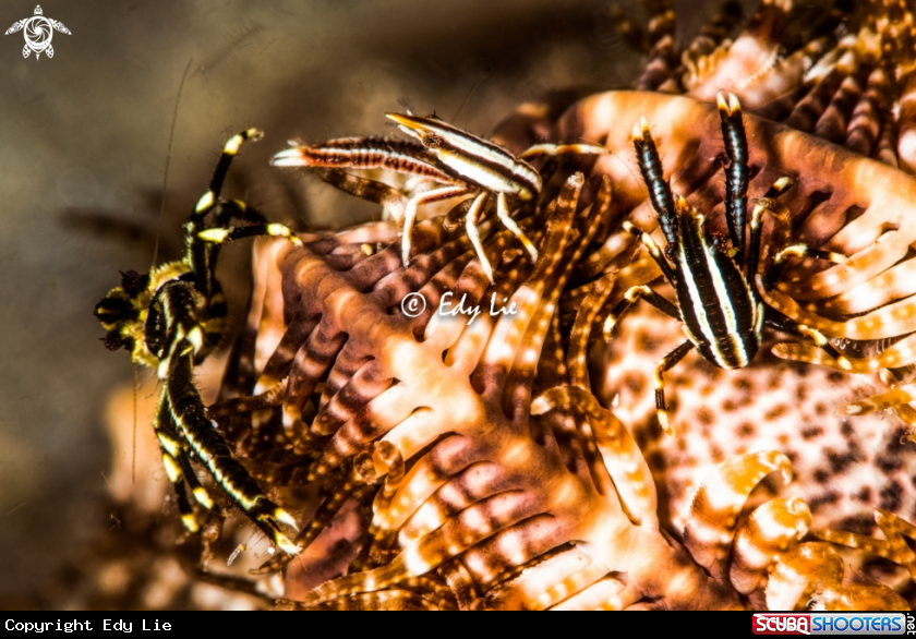 A Allogalathea elegans squat lobster