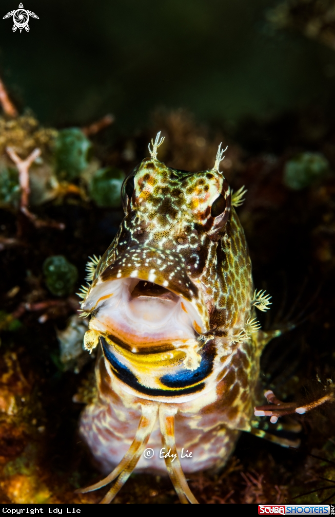 A Blenny