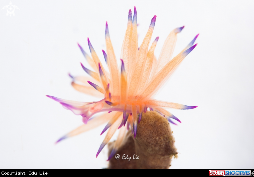 A Hermaea sp