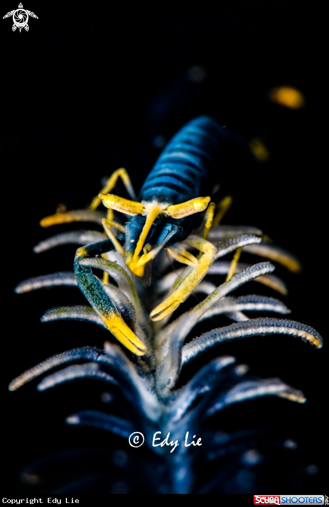 A Laomenes amboinensis