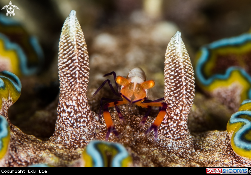 A Glossodoris Cincta and Periclimenes imperator
