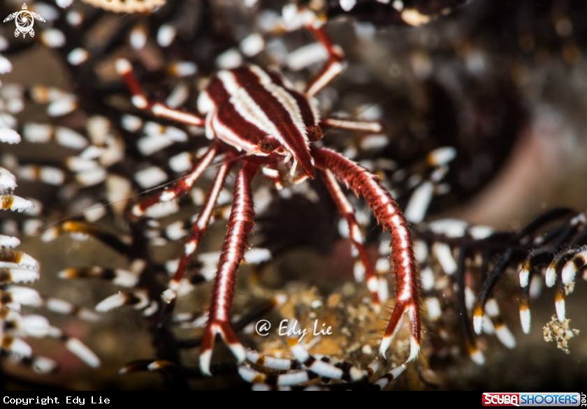 A Allogalathea elegans squat lobster