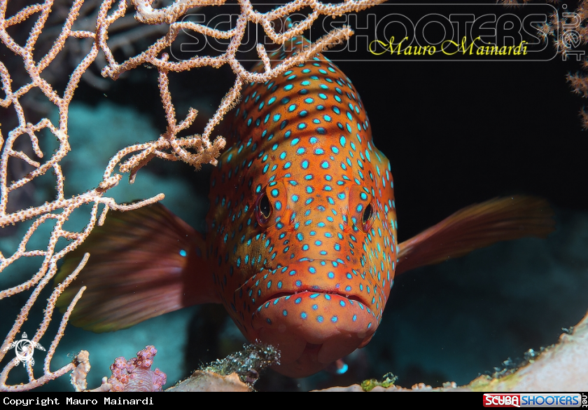 A Grouper