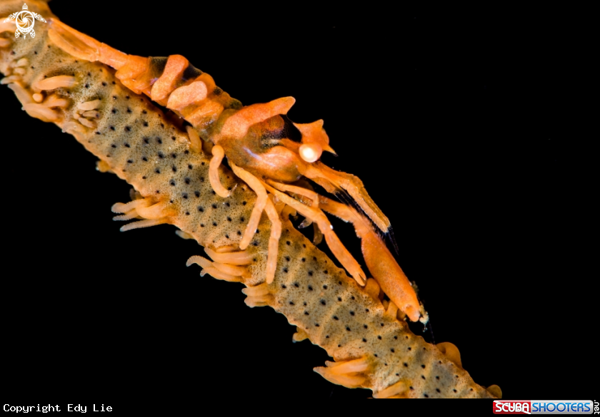 A Dasycaris zanzibarica