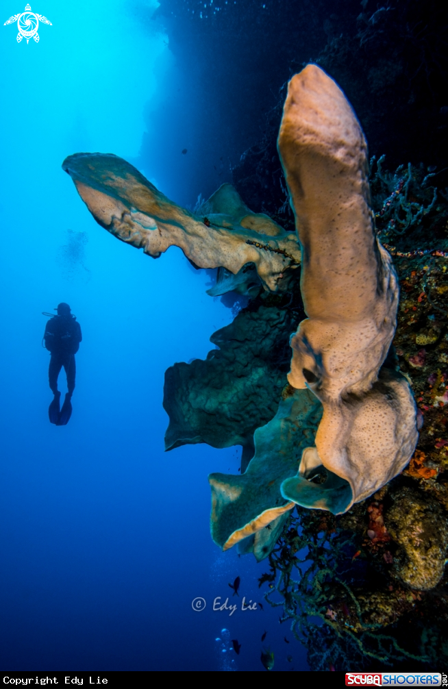 A Soft Coral