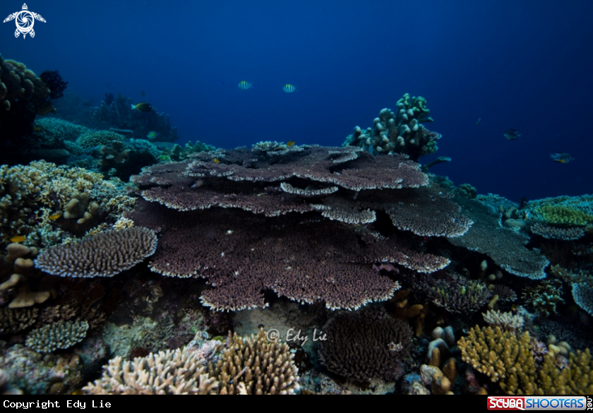 A Hard coral
