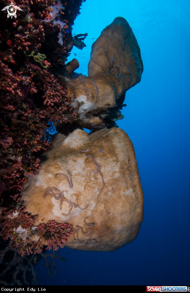 A Soft Coral
