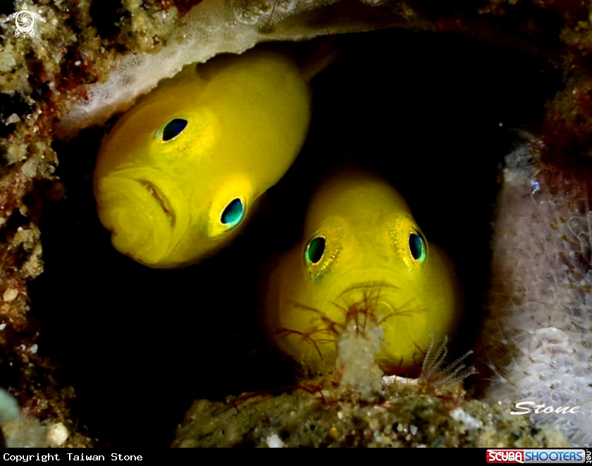 A Yellow Goby