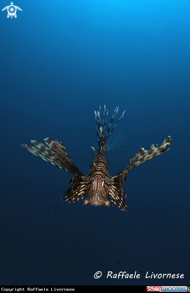 A Lion fish