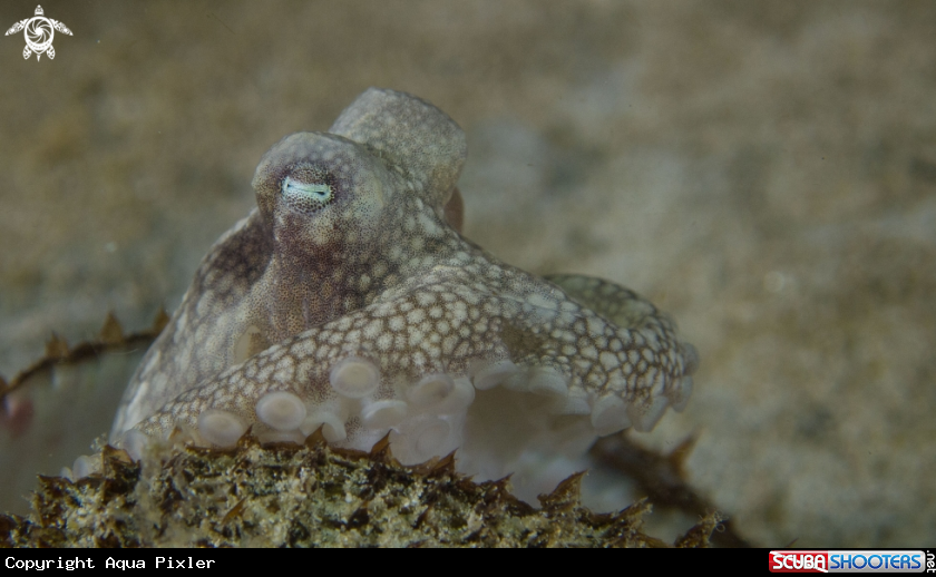 A Coconut Octopus