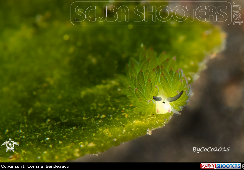A Costasiella